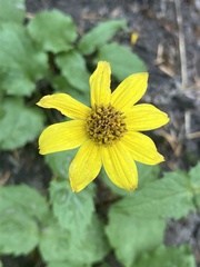 Arnica latifolia