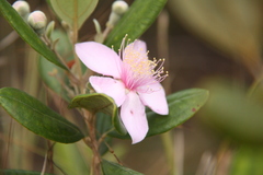 Rhodomyrtus tomentosa