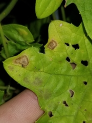 Septoria cucurbitacearum