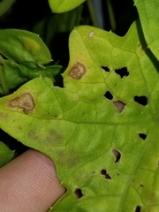 Septoria cucurbitacearum