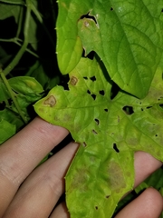 Septoria cucurbitacearum