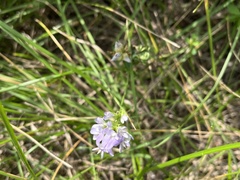 Medicago