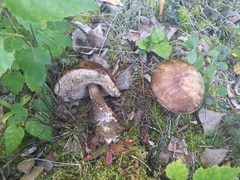 Leccinum alaskanum
