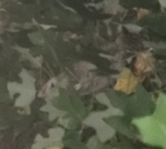 Didelphis virginiana