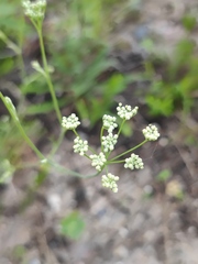 Pimpinella tragium