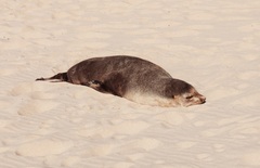 Arctocephalus tropicalis