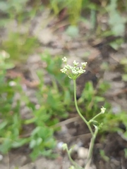 Pimpinella tragium
