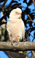 Cacatua tenuirostris