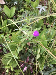 Lathyrus palustris