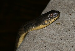 Nerodia rhombifer