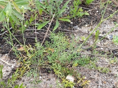 Pimpinella tragium