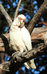 Cacatua tenuirostris
