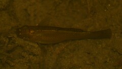 Poecilia latipinna