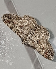 Iridopsis defectaria