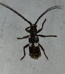Enaphalodes taeniatus