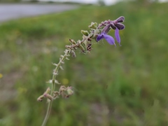 Salvia nutans