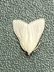 Sitochroa palealis