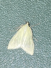 Sitochroa palealis