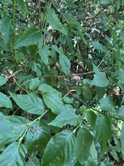 Lyonia ovalifolia
