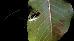 Oecanthus exclamationis