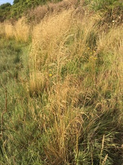 Deschampsia cespitosa