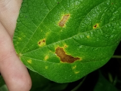 Pseudocercospora griseola
