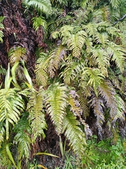 Blechnum triangularifolium