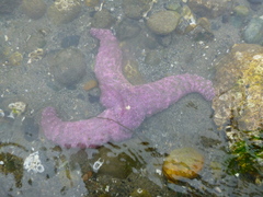 Pisaster ochraceus