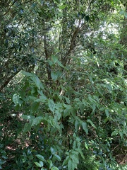 Lyonia ovalifolia