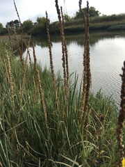 Triglochin maritima