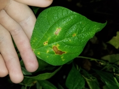 Pseudocercospora griseola