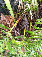 Blechnum triangularifolium