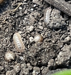 Armadillidium vulgare