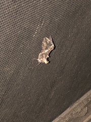 Trichoplusia ni