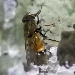 Copestylum haagii