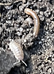Armadillidium vulgare
