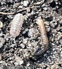 Armadillidium vulgare