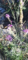 Linaria purpurea