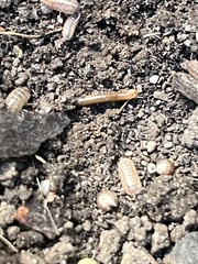 Armadillidium vulgare