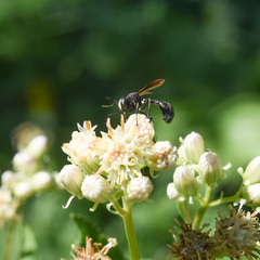 Physocephala tibialis