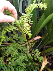 Hypolepis dicksonioides