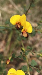 Bossiaea obcordata