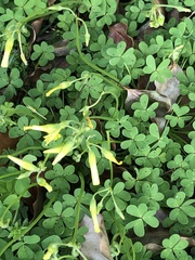 Oxalis pes-caprae