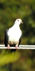 Columba leucomela