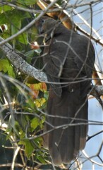 Macropygia phasianella