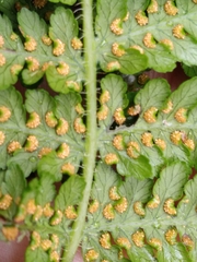 Hypolepis dicksonioides