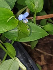 Commelina diffusa