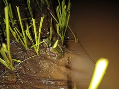 Hyla wrightorum