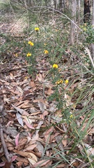 Bossiaea obcordata