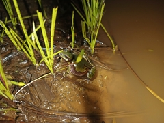 Hyla wrightorum